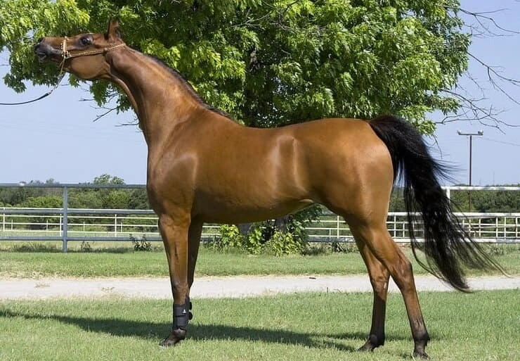 耐力型賽馬（Arabian 阿拉伯馬）