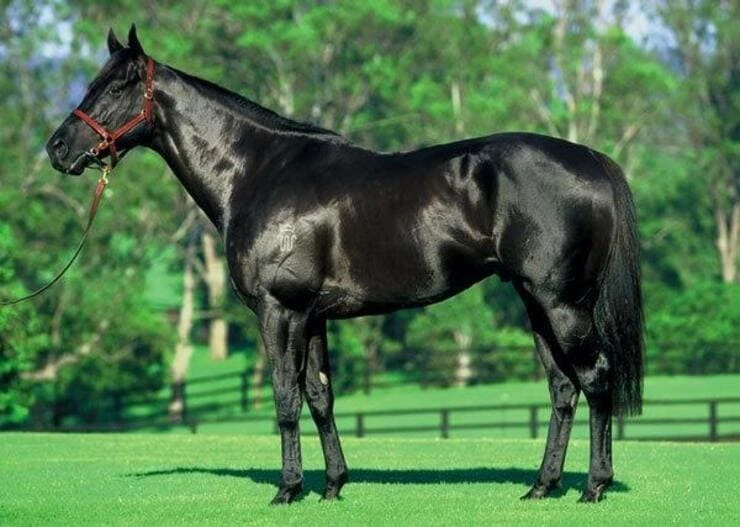 速度型賽馬（Thoroughbred 純血賽馬）