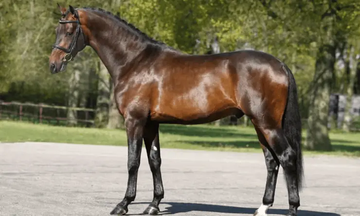 重型賽馬與障礙馬（Warmblood _Draft-cross）